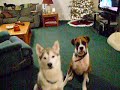 Doggies get treats