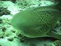 Leopard shark paul vermeulen sliedrecht haai duiken diving