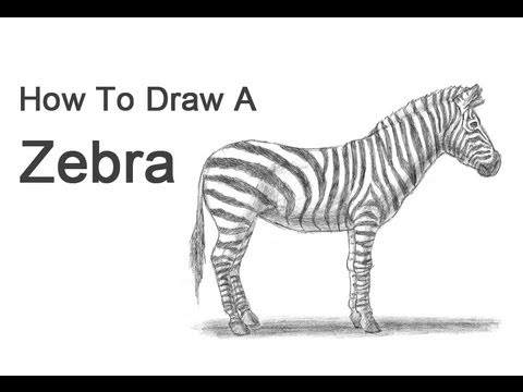 how to draw zebra