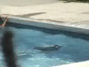 Swimming w/ Daddy and Cousins