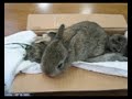 寝つきの悪いうさぎ It is the rabbit which does not readily sleep.