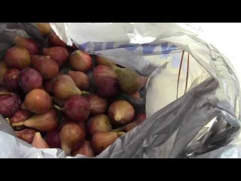 how to harvest figs