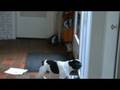 franse bulldog scooby haat post