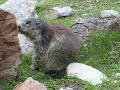 Marmotte