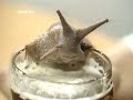Snail drinks too much beer