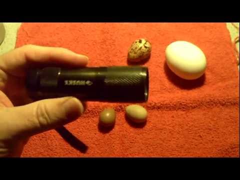 how to fertilize quail eggs