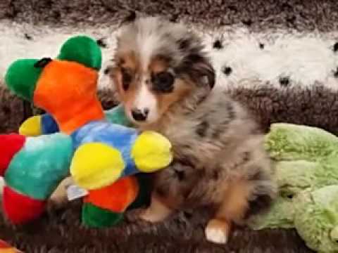 HANDSOME MALE MINI AUSSIE
