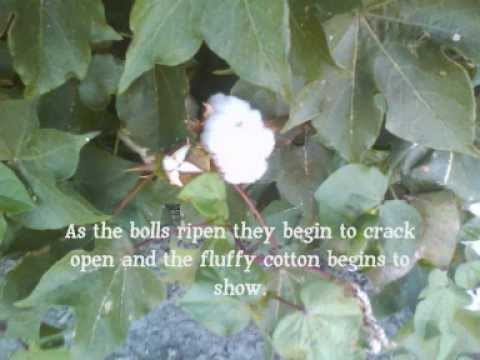 how to grow cotton