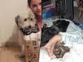 **Dogs** **Dogs**