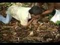 Anaconda ataca repórter
