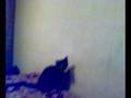 videos de Tomi Gato Loco