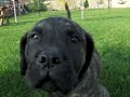 Canary Dog