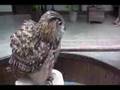 アフリカワシミミズクのバロンくん