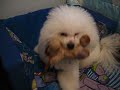 Cachorro Dengoso