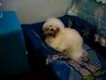 Cachorro Dengoso