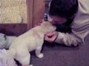 Jack the Labrador Bear Jack the Labrador Bear