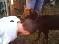 Goat head butting