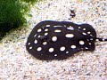 Baby White-Blotched River Ray at National Zoo in Washington Baby White-Blotched River Ray at National Zoo in Washington