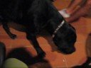 cane Corso 68kg pedigree cane Corso 68kg pedigree