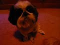 Tinker Taylor Tosspot, the masturbating Shih-Tzu