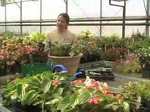 Annual Plants - Visit http://www.whiteflowerfarm.com/87119-product.html for more information. Add a welcoming note to an entryway or dazzling color to a deck with annual con...