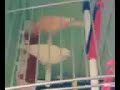 canari