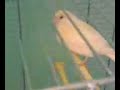 canari