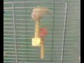 canari