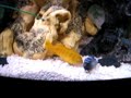 Pseudotropheus Saulosi Breeding