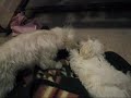 tug time tug time