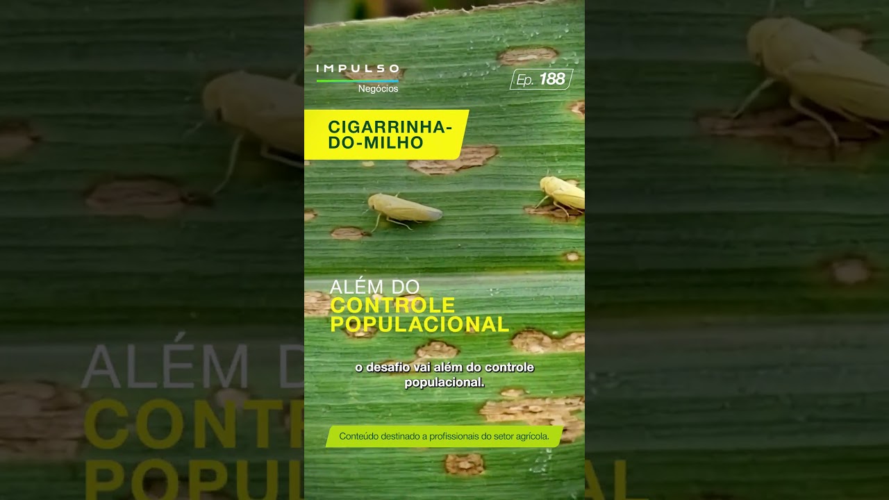 Como proteger sua lavoura da cigarrinha-do-milho? | Teaser Impulso Negócios