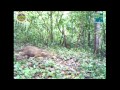 Amazing Wildlife Images from Thailand's Western Forest Complex