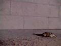 Outpost.com commercial - Gerbil