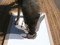 German Shepherd paints his self-portrait
