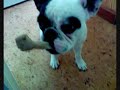 bouledogue français \"Décibel\" bouledogue français \"Décibel\"