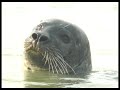 Seal watching along the Stour, Kent (Cllr Walkden Remix)