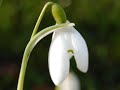 Snowdrops