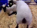 Baaaa Baaaaa