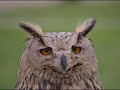 Rapaces Rapaces