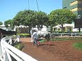 Ron Bob schooling, Santa Anita Park paddock, 3-27-09