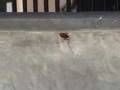 videos de Roach - Montclair 2