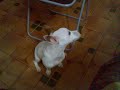 Jacky - My Naughty Jack Russel 2 Jacky - My Naughty Jack Russel 2