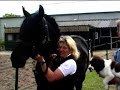 Paarden
