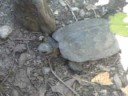 Little turtle at the zoo...cuts out when my dad hits the turtle with a leaf...meany