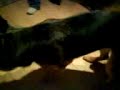 sygo hund sygo hund
