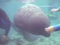 Tamed and Maimed (Keep Manatees Wild) Tamed and Maimed (Keep Manatees Wild)