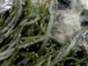 chasse aux crabes episode 2