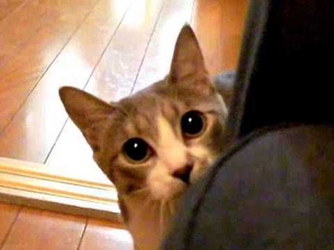 Stalking Cat -