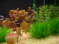 Aquario Plantado 
