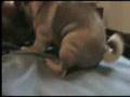 Pug video